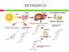 Витамин группы D: грамотное восполнение нехватки холекальциферола