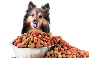Каким должен быть корм для собак