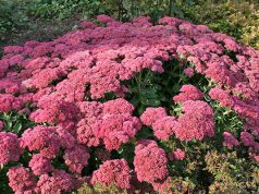 Почему стоит посадить в саду седум