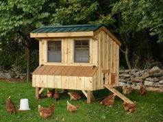 Готовые курятники: на что обратить внимание