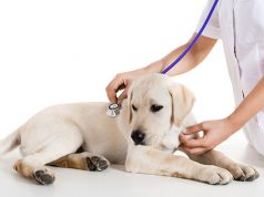 Услуги ветеринара с выездом на дом: преимущества