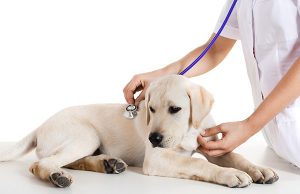 Услуги ветеринара с выездом на дом: преимущества