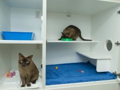 Когда могут пригодиться услуги отеля для кошек