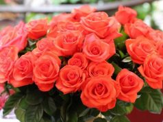 Почему розы- любимые цветы у девушек