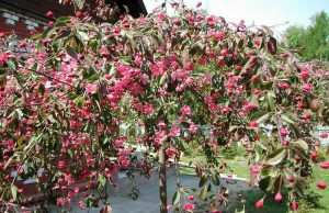 Какие декоративные и ягодные растения стоит приобрести для своего сада