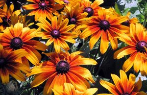 Как выбрать семена для сада: рекомендации для начинающих садоводов