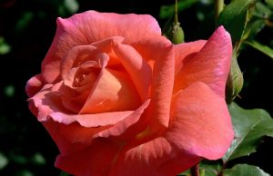 Питомник роз — качественные саженцы и профессиональная консультация