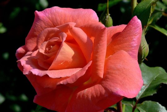 Питомник роз — качественные саженцы и профессиональная консультация