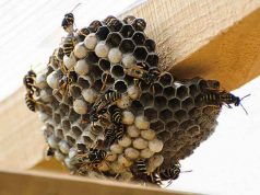 Почему важно проводить обработку помещений от ос и шершней