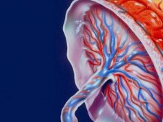 Плацента: целебные свойства, применение