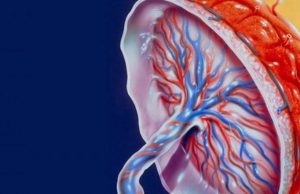 Плацента: целебные свойства, применение