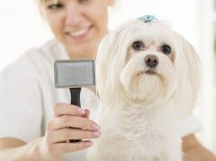 Груминг в Алматы: преимущества процедуры стрижки собак