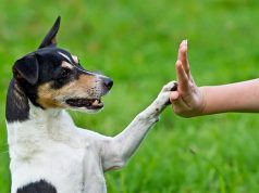 Учим вашего пушистого друга, не выходя из дома