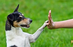 Учим вашего пушистого друга, не выходя из дома
