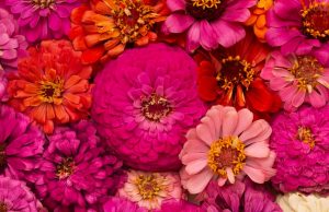 Кому стоит дарить цветы?