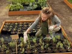 Грядки из ДПК: как создать удобное и долговечное пространство для растений