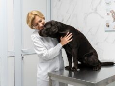 Помощь ветеринара: как оперативно получить качественное лечение для животных