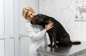 Помощь ветеринара: как оперативно получить качественное лечение для животных