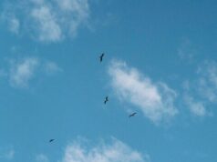 сон ласточки летают особенности и значение