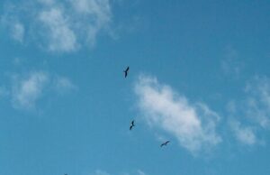 сон ласточки летают особенности и значение