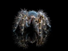 нептун в раке влияние и значение в астрологии