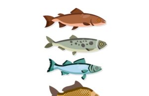 альфа южной рыбы звезда и ее особенности