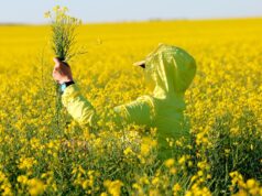 Эффективность и прибыльность: секреты успешных производителей рапса