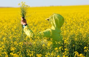 Эффективность и прибыльность: секреты успешных производителей рапса