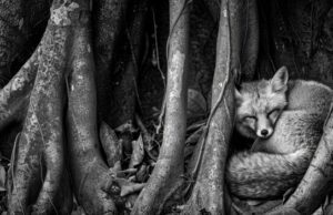 тотемное животное весов узнай свое