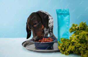 Влажные корма для собак: Полное руководство для заботливых владельцев