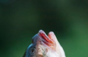 большие рыбы в соннике значение и толкование