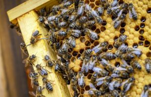 осиное гнездо во сне значение и толкование