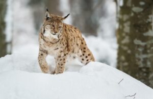 что символизирует рысь в культуре и мифологии