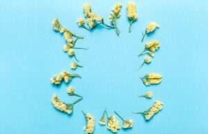 незабудки символ чего значение и история