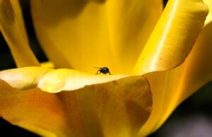 сонник миллера пчелы значение и толкование
