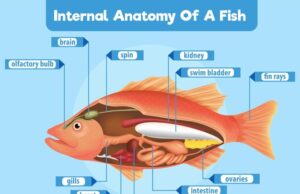 отличительные особенности нептуна в солнечной системе