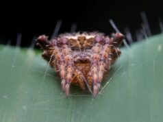 что значит если приснились личинки насекомых