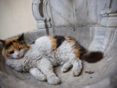 сон царапает кошка что это значит