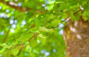 ясень символ чего значение и история