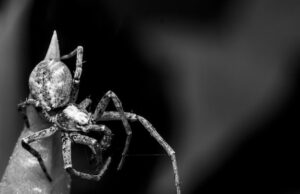 смерть черного гримуара история и тайны