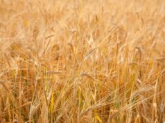 Сон о пшеничном поле: значение и символика