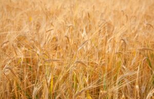 Сон о пшеничном поле: значение и символика