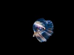 Значение сна о рыбке в аквариуме