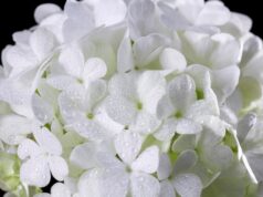 Символика гортензии в языке цветов