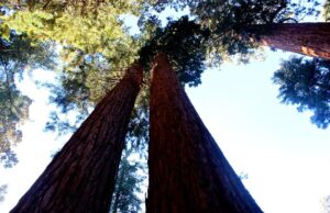 Сонник: значение снов о высоких деревьях