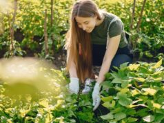 Сонник о поливе огорода значение снов