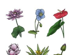 Символика кувшинки значение и история