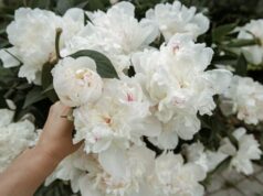 Белый пион значение и символика