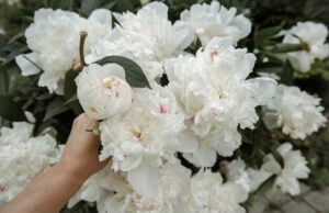 Белый пион значение и символика