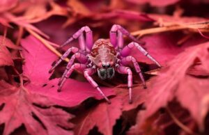 Особенности женщин-Скорпионов рожденных в октябре